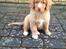 Nova scotia duck tolling retriever Shaggy Tollers White Wood