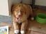 Nova scotia duck tolling retriever Shaggy Tollers White Wood