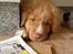 Nova scotia duck tolling retriever Shaggy Tollers White Wood - Maj 2013