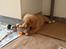 Nova scotia duck tolling retriever Shaggy Tollers White Wood