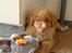 Nova scotia duck tolling retriever Shaggy Tollers White Wood