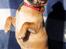 Chihuahua Chihuanas Flush of Hearts - Momo - "Sid pænt" :) Mit yndlings trick, hun er simpelthen for nuttet :D 13/3 2013