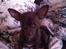 Chihuahua Chicka