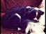 Cavalier king charles spaniel Birkedal's Charlie