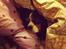 Cavalier king charles spaniel Birkedal's Charlie