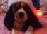 Cavalier king charles spaniel Birkedal's Charlie