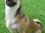 Blanding af racer (Chihuahua/Mops)