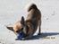 Blanding af racer (Chihuahua/Mops)