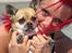 Blanding af racer (Chihuahua/Mops)