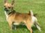 Blanding af racer (Chihuahua/Mops)