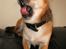 Blanding af racer (Chihuahua/Mops)