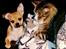 Blanding af racer (Chihuahua/Mops)
