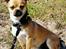 Blanding af racer (Chihuahua/Mops)