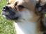 Blanding af racer (Chihuahua/Mops)