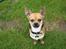 Blanding af racer (Chihuahua/Mops)