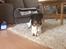 Blanding af racer RIP ....Idefix - Idefix april 2013