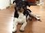 Blanding af racer RIP ....Idefix - Min smukke dreng <3