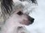 Chinese crested hårløs } Chelsy
