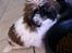 Shih tzu Baloo