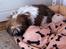 Shih tzu Baloo