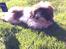 Shih tzu Baloo