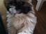 Shih tzu Baloo