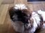 Shih tzu Baloo