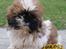 Shih tzu Baloo