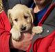 Golden retriever Nala