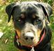 Rottweiler Gandi