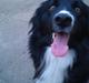 Border collie Bobbie Olsen