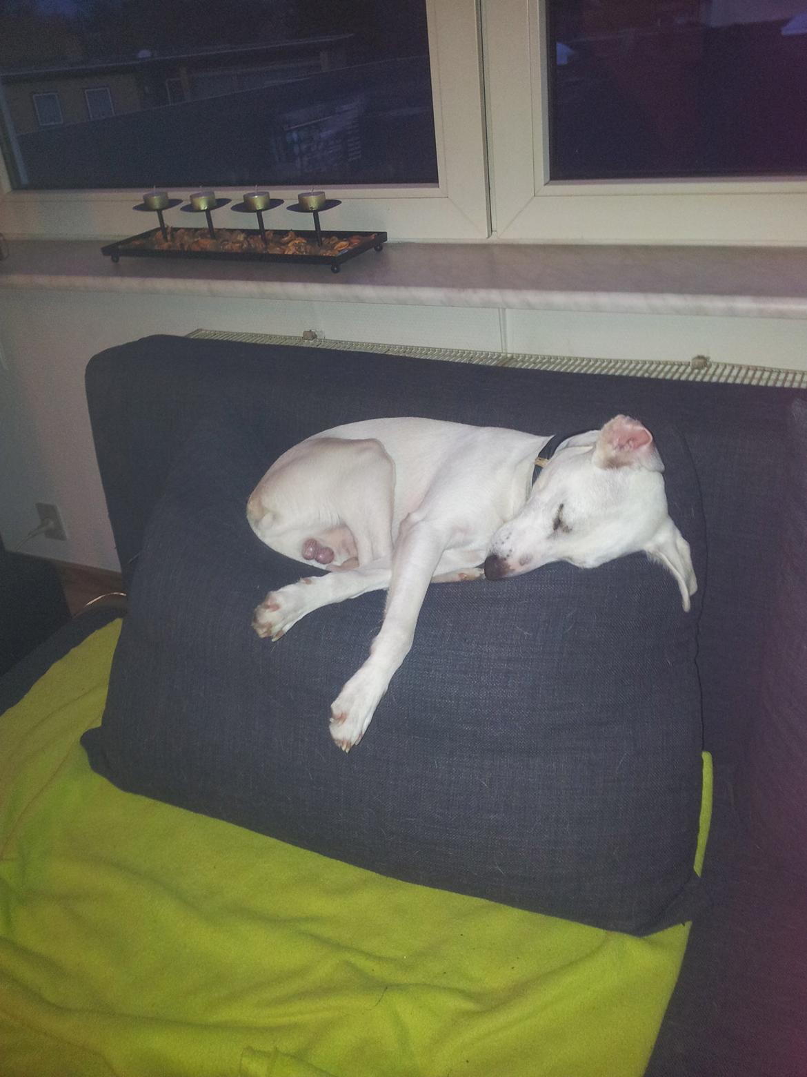 Dansk svensk gaardhund Basse - Det er hårdt og vente på, at far kommer hjem. så må hellere lige snuppe en lur imens billede 10