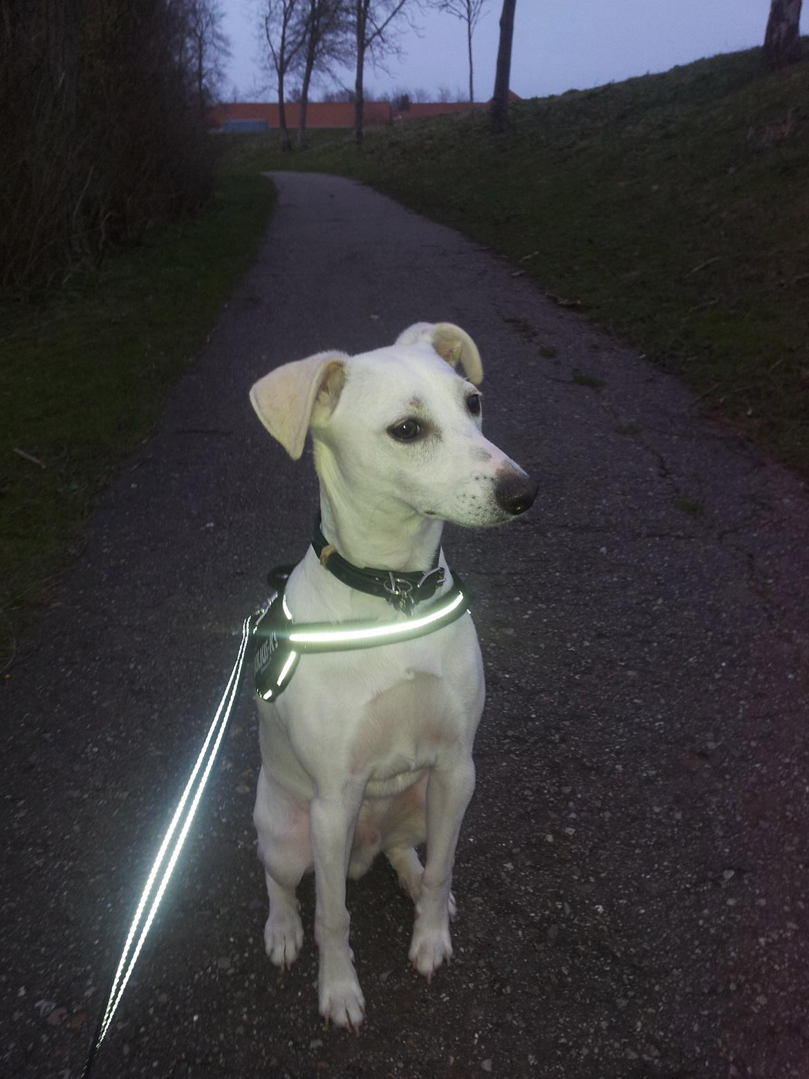 Dansk svensk gaardhund Basse - Det er altid dejligt med en tur til søen billede 11