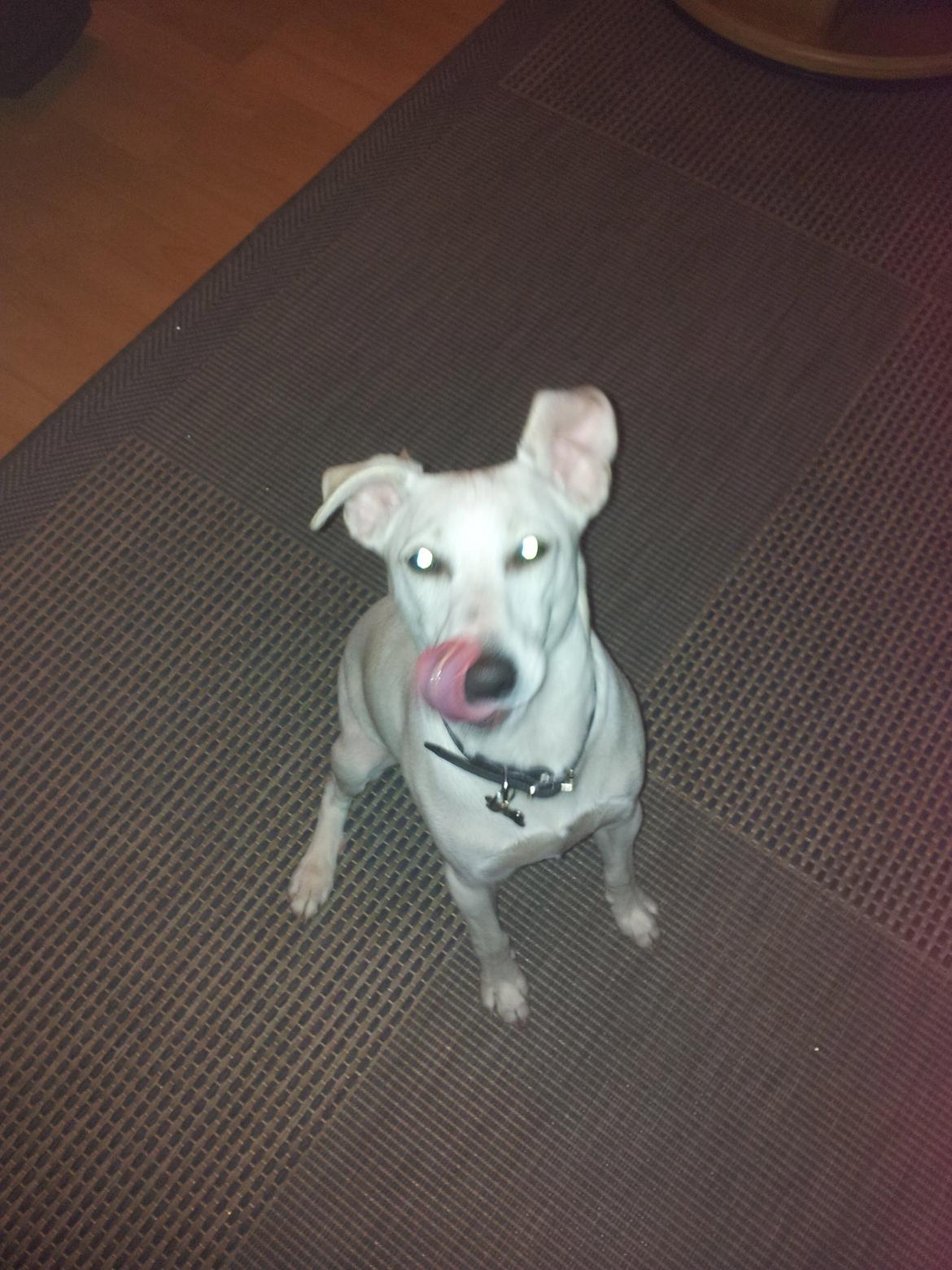 Dansk svensk gaardhund Basse - Ja ja. alle kan have en dårlig dag ikk ? ;) billede 12