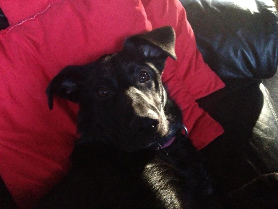 Blanding af racer Maggie billede 5