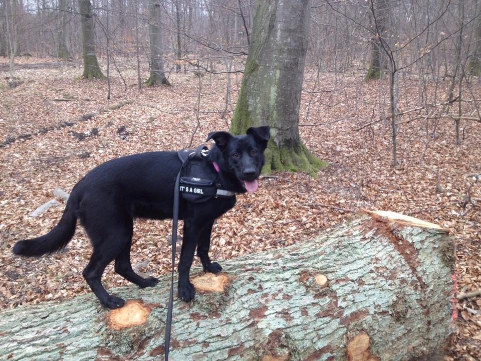 Blanding af racer Maggie billede 2