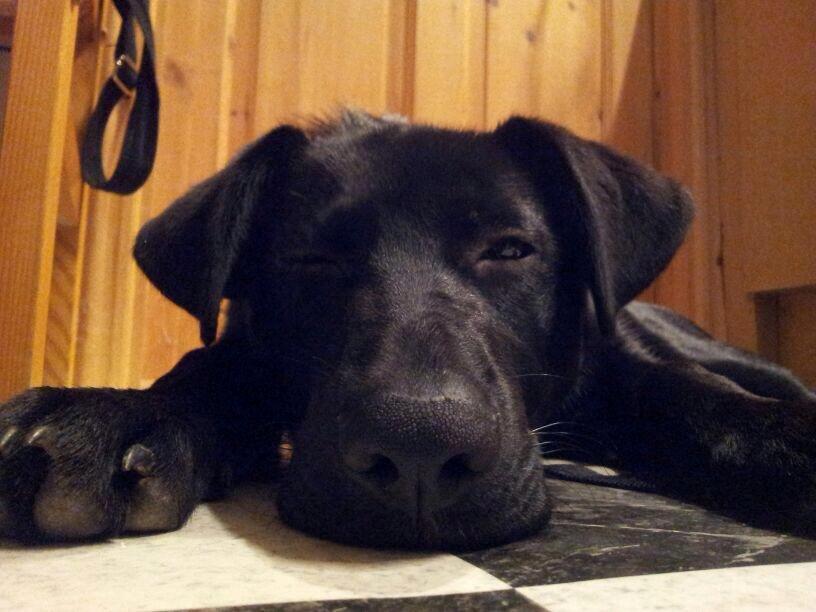 Blanding af racer Maggie - Rævesover... :)  billede 1