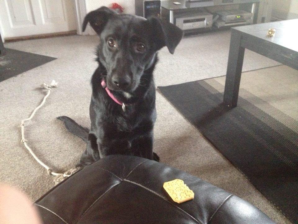 Blanding af racer Maggie - Må jeg ikke nok få min kiks nu.. ??  billede 3