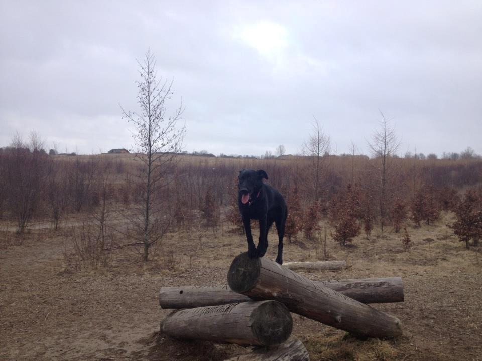 Blanding af racer Maggie billede 4