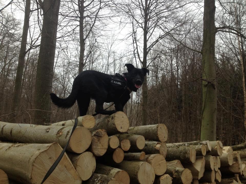 Blanding af racer Maggie billede 6