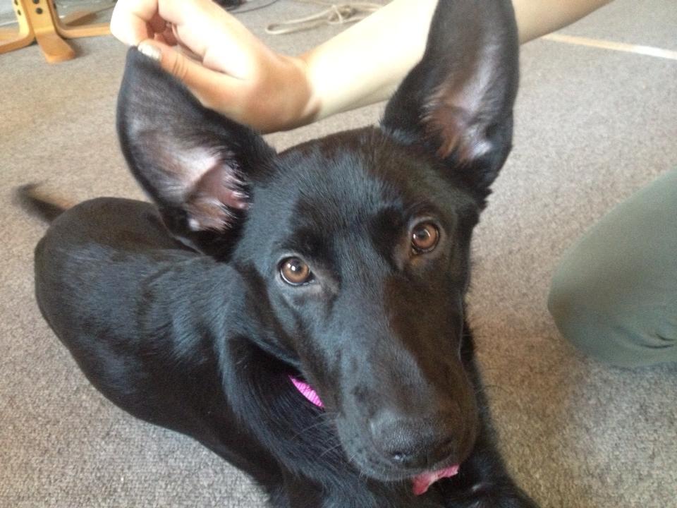 Blanding af racer Maggie - Dumbo.. :)  billede 7