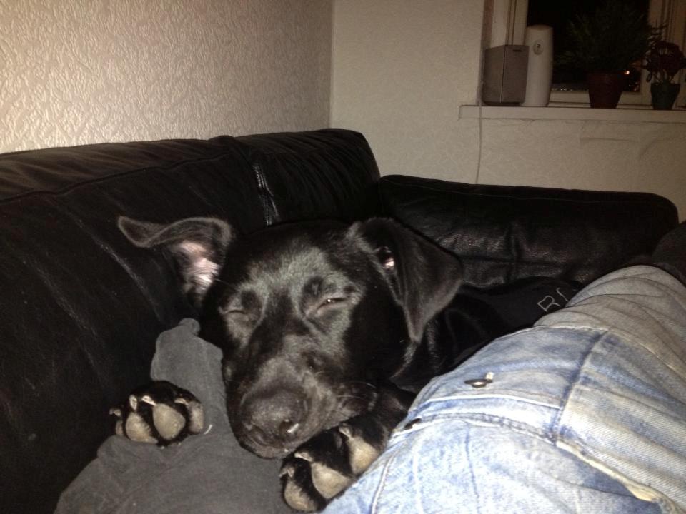 Blanding af racer Maggie billede 8