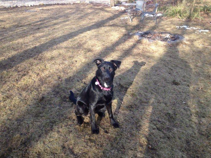 Blanding af racer Maggie billede 9