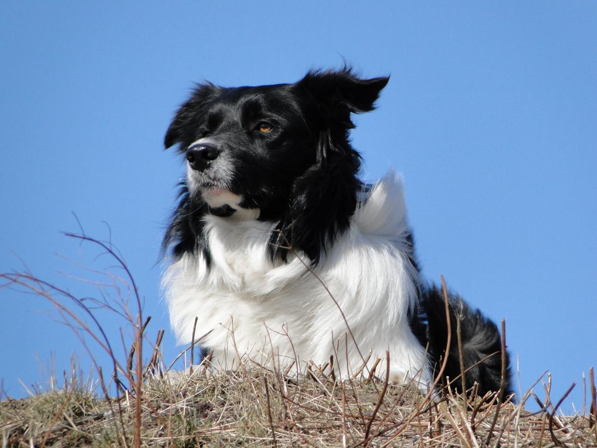 Border collie Danielsson´s Skyline Celix (Felix) - 2 år og on top of the world;-) billede 15