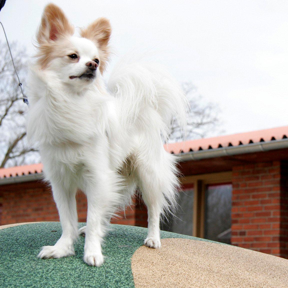 Blanding af racer Oscar billede 2