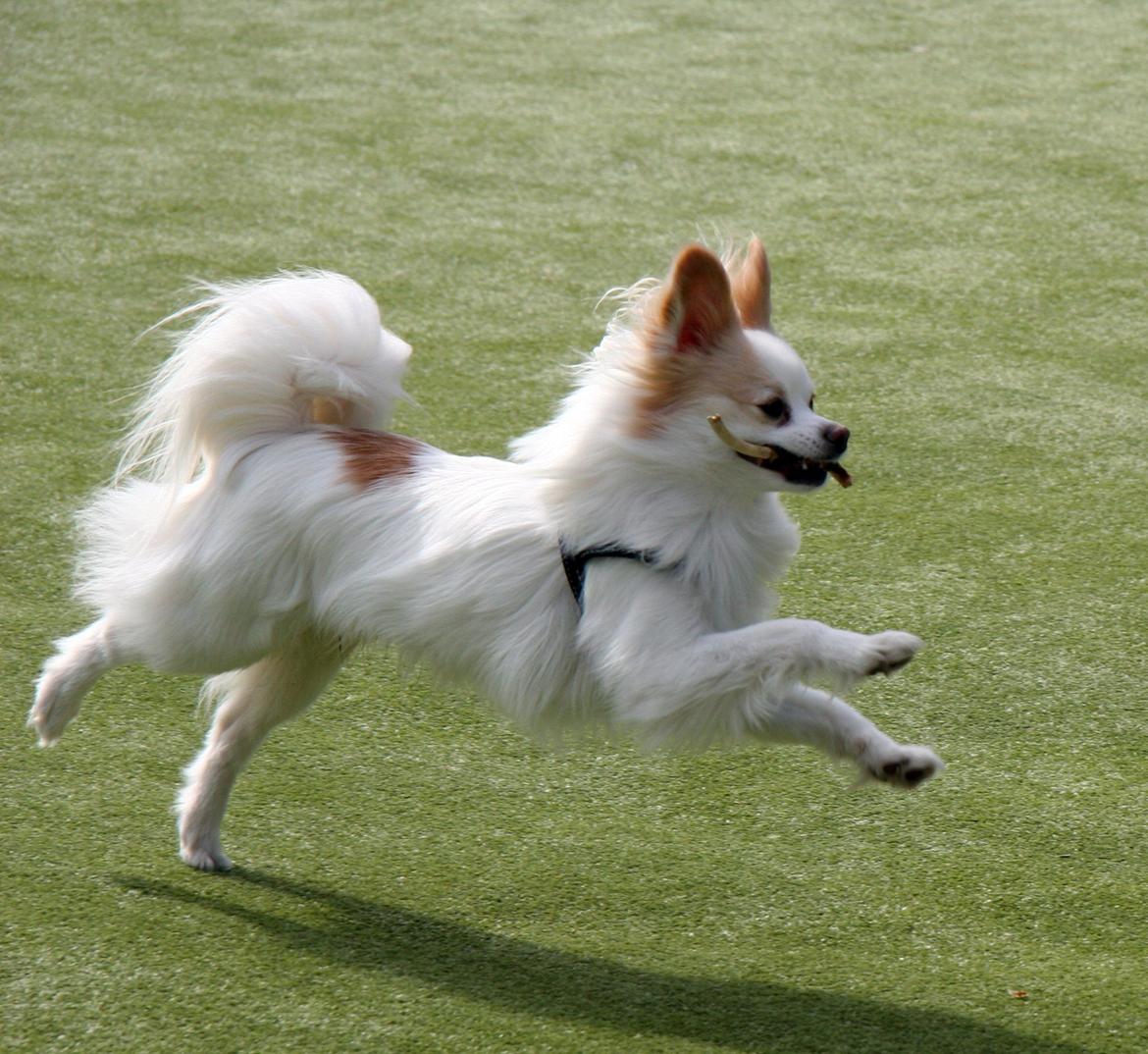 Blanding af racer Oscar billede 3