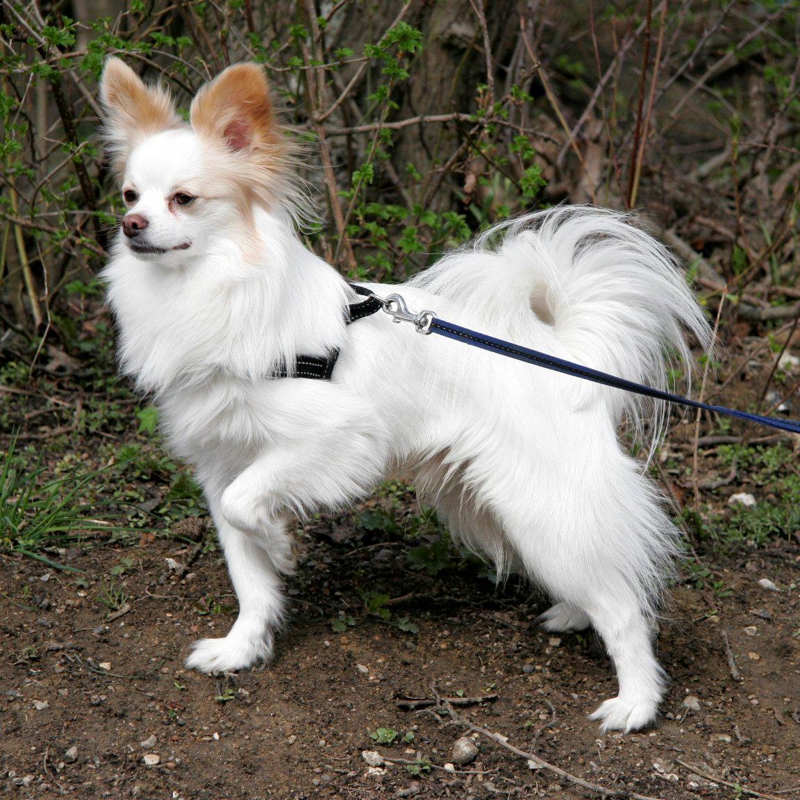 Blanding af racer Oscar billede 5