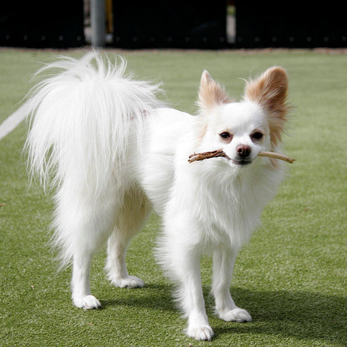 Blanding af racer Oscar billede 4