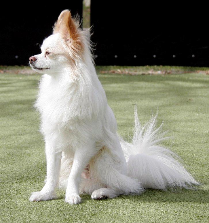 Blanding af racer Oscar billede 6