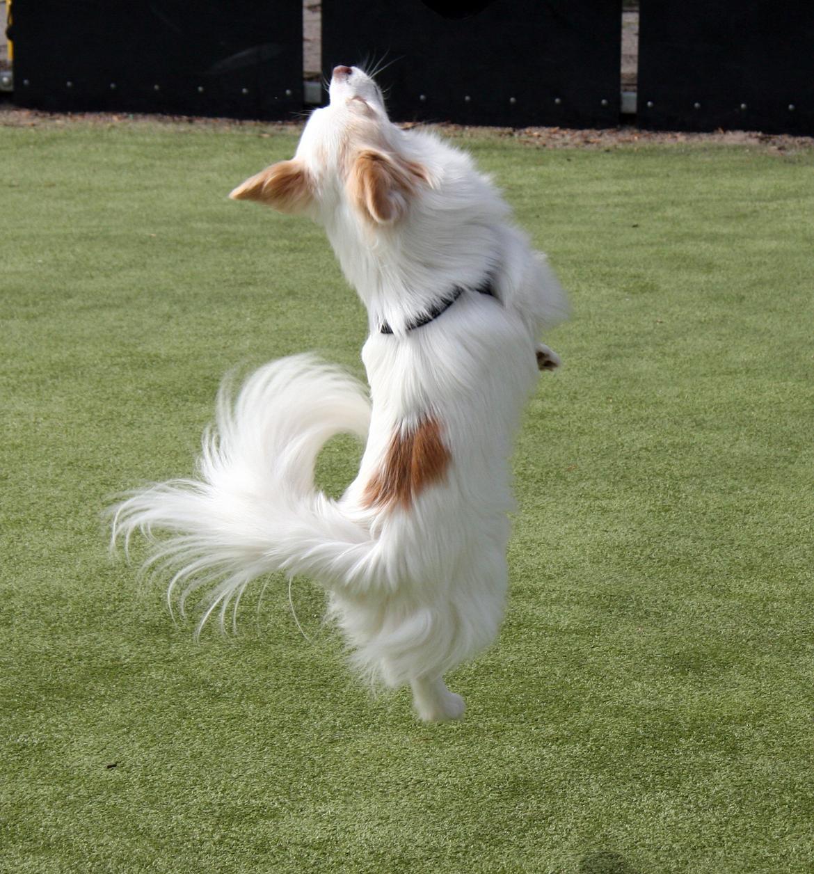 Blanding af racer Oscar billede 7